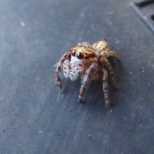 Opisthoncus sp. (genus) at Hackett, ACT - 6 Jul 2019 03:42 PM