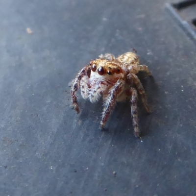 Opisthoncus sp. (genus) (Unidentified Opisthoncus jumping spider) at ANBG - 6 Jul 2019 by Christine