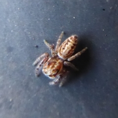 Opisthoncus sp. (genus) at Hackett, ACT - 6 Jul 2019 03:42 PM