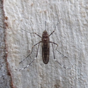 Culicidae (family) at Acton, ACT - 6 Jul 2019 04:09 PM