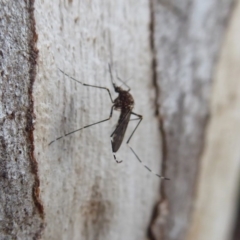 Culicidae (family) at Acton, ACT - 6 Jul 2019