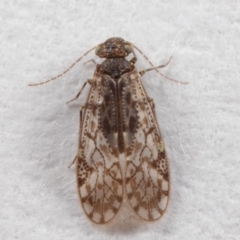 Psocodea 'Psocoptera' sp. (order) (Unidentified plant louse) at Evatt, ACT - 7 Jul 2019 by TimL