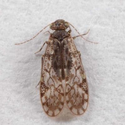 Psocodea 'Psocoptera' sp. (order) (Unidentified plant louse) at Evatt, ACT - 7 Jul 2019 by TimL
