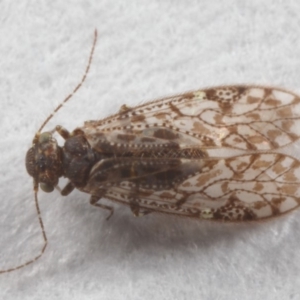 Psocodea 'Psocoptera' sp. (order) at Evatt, ACT - 7 Jul 2019 03:33 PM