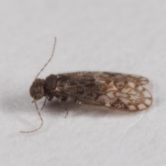 Psocodea 'Psocoptera' sp. (order) at Evatt, ACT - 7 Jul 2019 03:33 PM