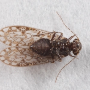 Psocodea 'Psocoptera' sp. (order) at Evatt, ACT - 7 Jul 2019 03:33 PM