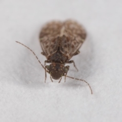 Psocodea 'Psocoptera' sp. (order) at Evatt, ACT - 7 Jul 2019 03:33 PM