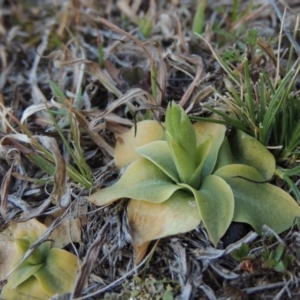 Hymenochilus cycnocephalus at Conder, ACT - 30 Aug 2014