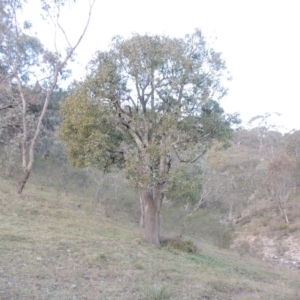 Brachychiton populneus subsp. populneus at Conder, ACT - 30 Aug 2014 06:23 PM