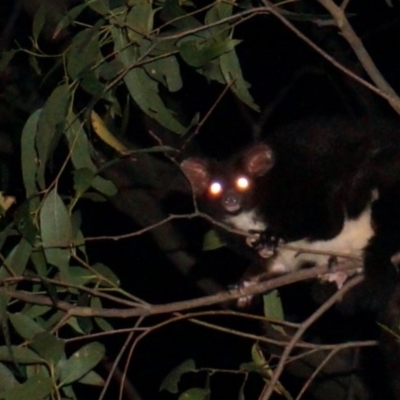 Petauroides volans (Southern Greater Glider) at Mogo, NSW - 29 Jun 2019 by nickhopkins