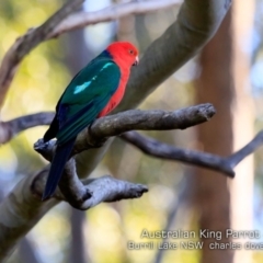 Alisterus scapularis (Australian King-Parrot) at Burrill Lake, NSW - 4 Jul 2019 by CharlesDove