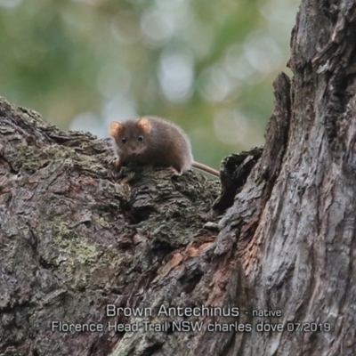 Antechinus stuartii (Brown Antechinus) at Porters Creek, NSW - 2 Jul 2019 by Charles Dove