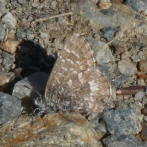 Theclinesthes serpentata at Theodore, ACT - 9 Jul 2019