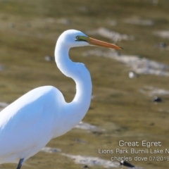 Ardea alba (Great Egret) at Burrill Lake, NSW - 4 Jul 2019 by Charles Dove