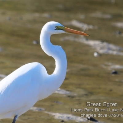 Ardea alba (Great Egret) at Burrill Lake, NSW - 4 Jul 2019 by Charles Dove