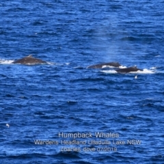 Megaptera novaeangliae (Humpback Whale) at Ulladulla, NSW - 6 Jul 2019 by CharlesDove