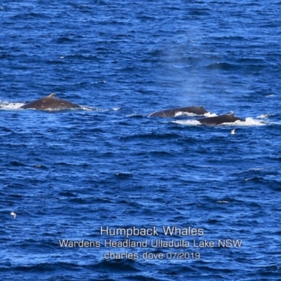 Megaptera novaeangliae (Humpback Whale) at Ulladulla, NSW - 6 Jul 2019 by CharlesDove