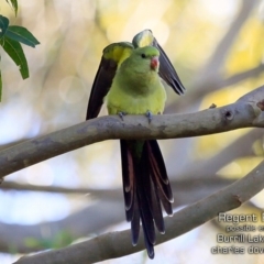 Polytelis anthopeplus (Regent Parrot) at Burrill Lake, NSW - 3 Jul 2019 by CharlesDove