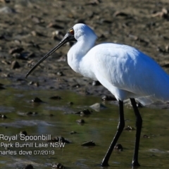 Platalea regia (Royal Spoonbill) at Burrill Lake, NSW - 6 Jul 2019 by CharlesDove