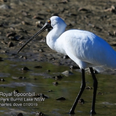 Platalea regia (Royal Spoonbill) at Burrill Lake, NSW - 6 Jul 2019 by CharlesDove