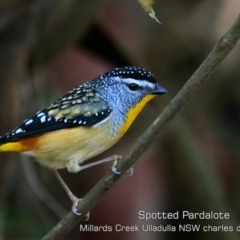 Pardalotus punctatus (Spotted Pardalote) at Ulladulla, NSW - 5 Jul 2019 by CharlesDove