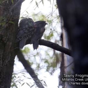 Podargus strigoides at Ulladulla, NSW - 6 Jul 2019 12:00 AM
