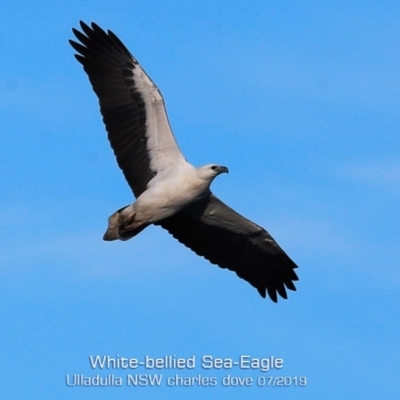 Haliaeetus leucogaster (White-bellied Sea-Eagle) at Ulladulla, NSW - 4 Jul 2019 by Charles Dove