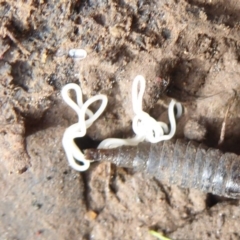 Nematomorpha (phylum) (Horsehair or Gordian worm) at Mount Ainslie - 7 Jul 2019 by Christine