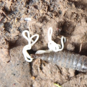 Nematomorpha (phylum) at Majura, ACT - 7 Jul 2019 12:07 PM