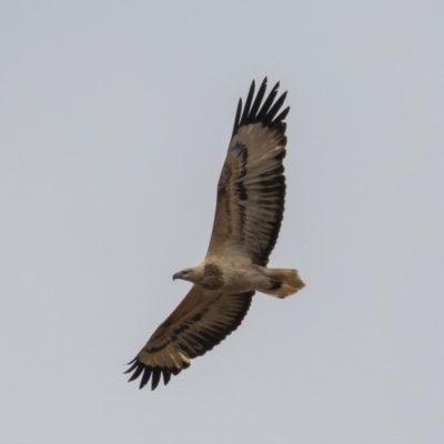 Haliaeetus leucogaster (White-bellied Sea-Eagle) at Tennent, ACT - 29 Jun 2019 by rawshorty