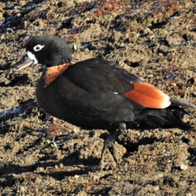 Tadorna tadornoides (Australian Shelduck) at Burra, NSW - 9 Jul 2019 by JohnBundock