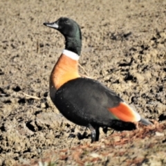 Tadorna tadornoides (Australian Shelduck) at Burra, NSW - 9 Jul 2019 by JohnBundock