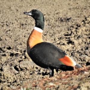 Tadorna tadornoides at Burra, NSW - 9 Jul 2019