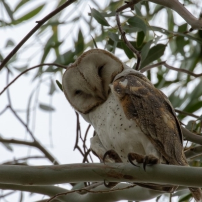 Tyto alba (Barn Owl) at Fyshwick, ACT - 16 Jun 2019 by rawshorty