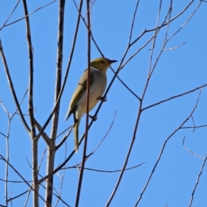 Ptilotula penicillata at Tennent, ACT - 9 Jul 2019 12:52 PM