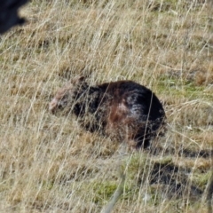 Vombatus ursinus (Bare-nosed Wombat) at Tennent, ACT - 9 Jul 2019 by RodDeb