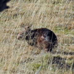 Vombatus ursinus (Common wombat, Bare-nosed Wombat) at Tennent, ACT - 9 Jul 2019 by RodDeb