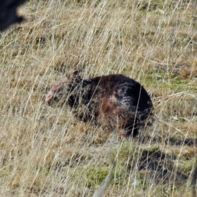 Vombatus ursinus (Bare-nosed Wombat) at Tennent, ACT - 9 Jul 2019 by RodDeb