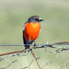 Petroica phoenicea (Flame Robin) at Tharwa, ACT - 9 Jul 2019 by RodDeb