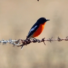 Petroica phoenicea at Tharwa, ACT - 9 Jul 2019 12:24 PM