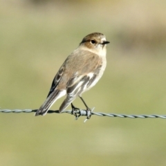 Petroica phoenicea at Tharwa, ACT - 9 Jul 2019 12:24 PM