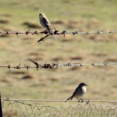 Petroica phoenicea at Tharwa, ACT - 9 Jul 2019 12:24 PM