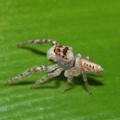 Opisthoncus grassator (Jumping spider) at Acton, ACT - 3 Jul 2019 by TimL