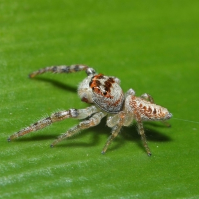 Opisthoncus grassator (Jumping spider) at ANBG - 3 Jul 2019 by TimL