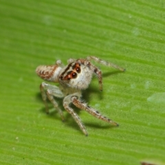 Opisthoncus grassator at Acton, ACT - 3 Jul 2019