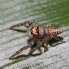 Opisthoncus grassator at Acton, ACT - 3 Jul 2019