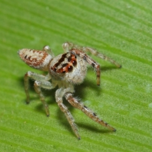 Opisthoncus grassator at Acton, ACT - 3 Jul 2019 01:00 PM