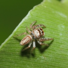 Opisthoncus grassator at Acton, ACT - 3 Jul 2019