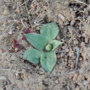 Hymenochilus sp. at Gordon, ACT - 10 Aug 2014