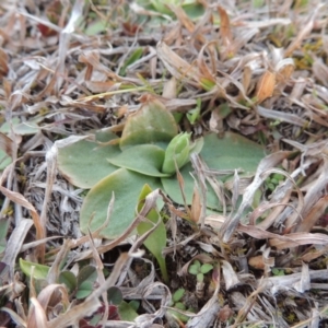 Hymenochilus sp. at Banks, ACT - suppressed